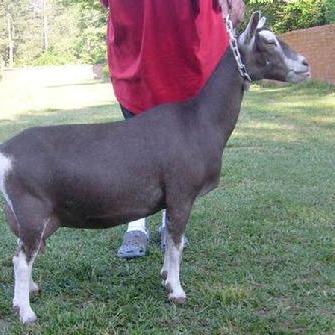 SGCH NC PromisedLand Legacy Sunday 2*M 3*D AR VEEE91 profile picture