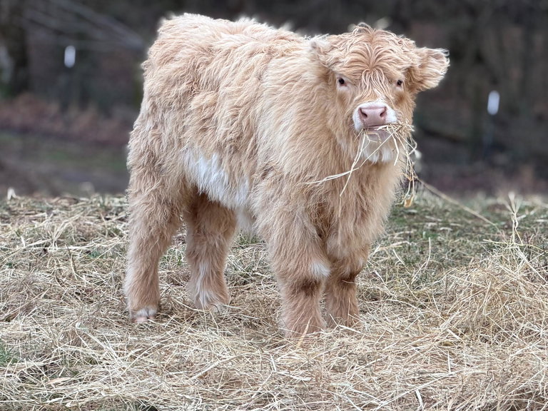 Studmuffin