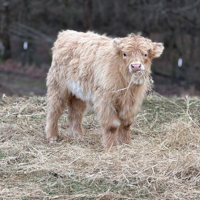 Studmuffin profile picture