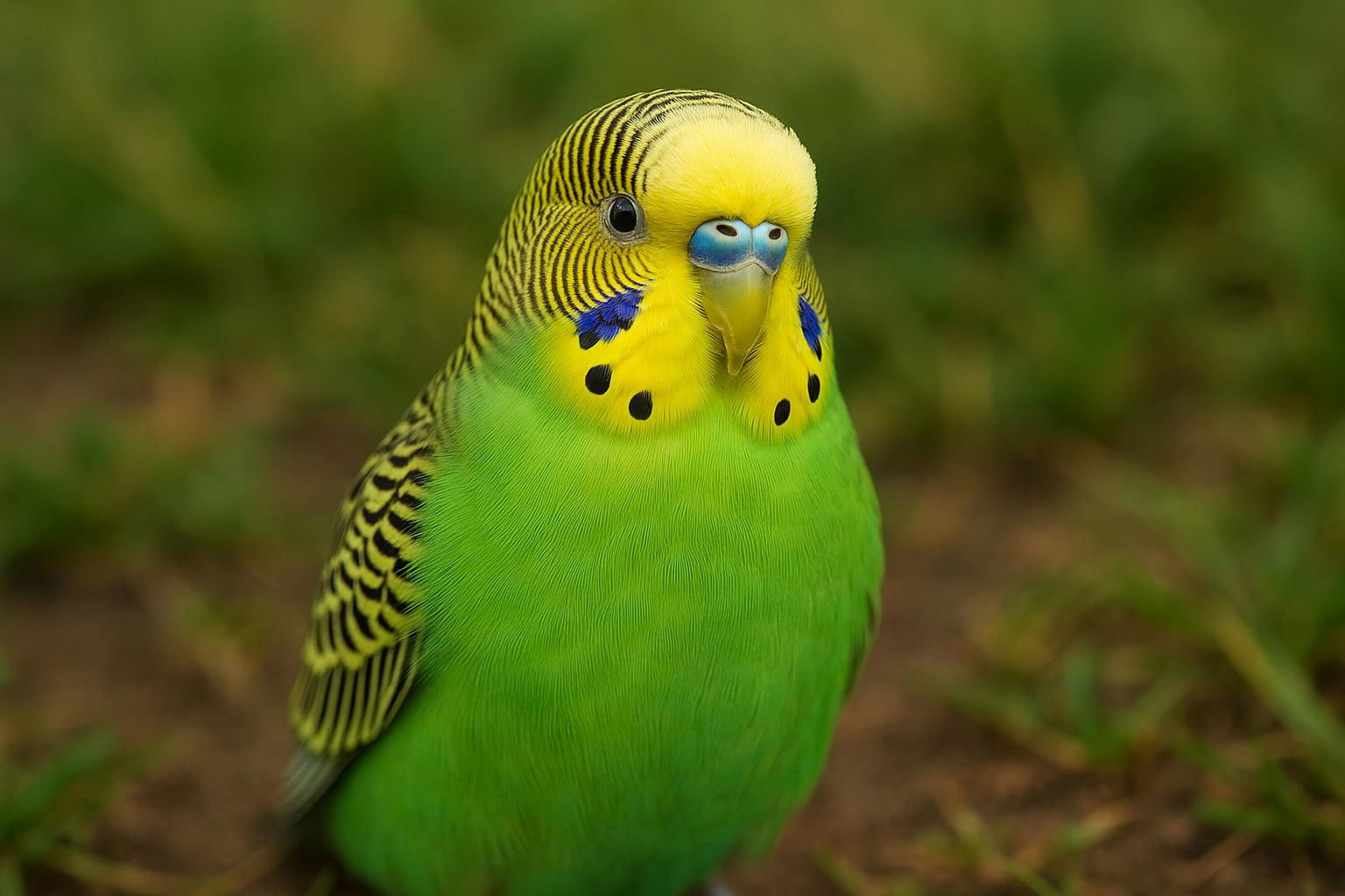 budgerigar