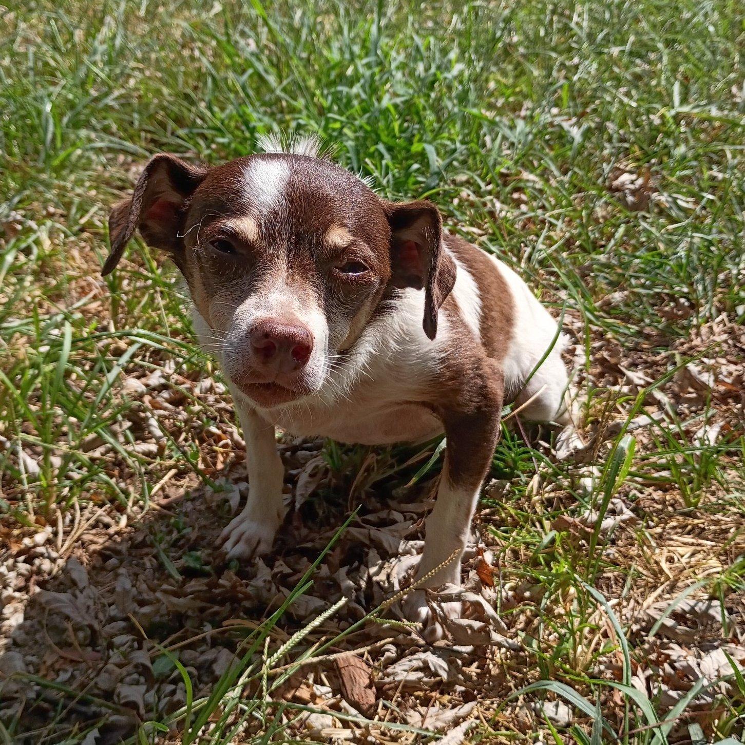 Pippin