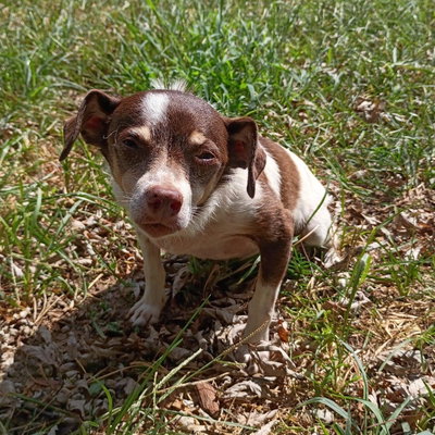 Pippin profile picture