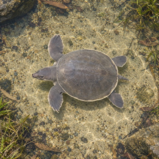 pig-nosed turtle
