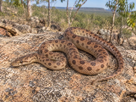 Children's python