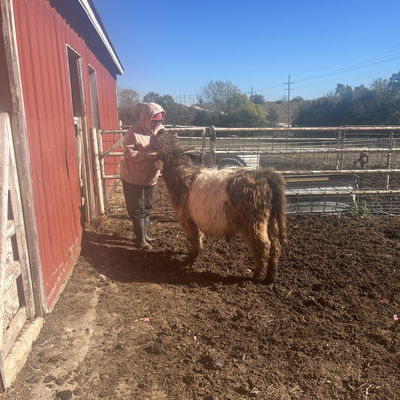 Amanda Carson-Stephenson profile picture