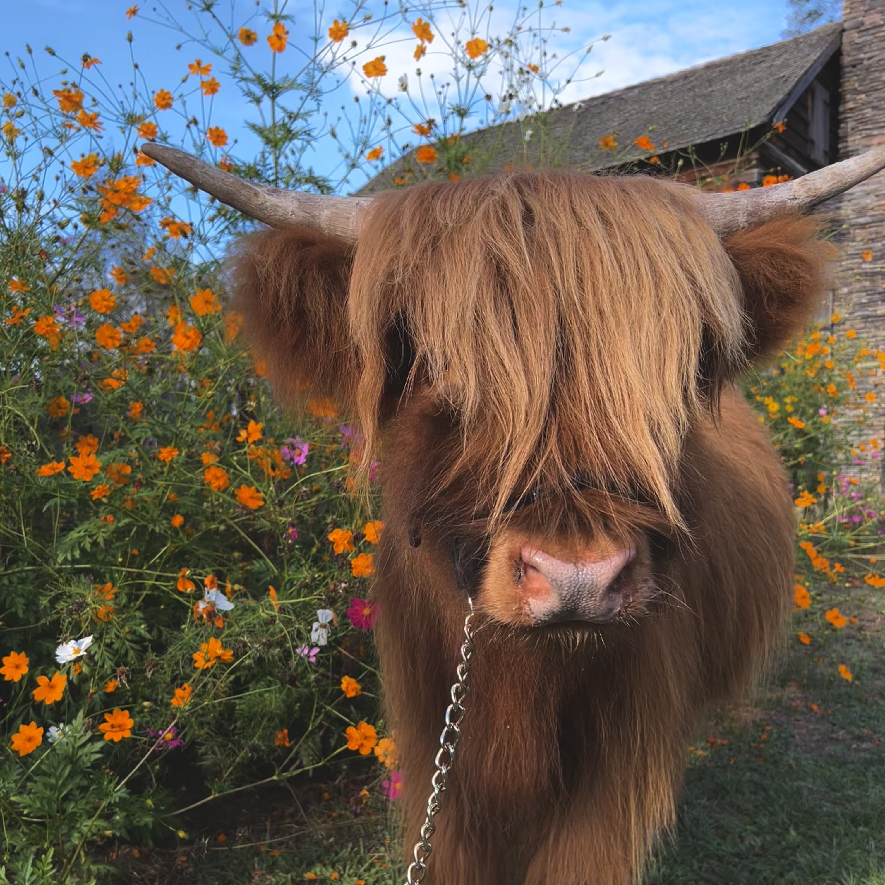 Earl profile picture