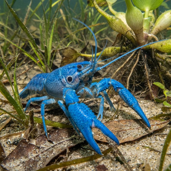 electric blue crayfish