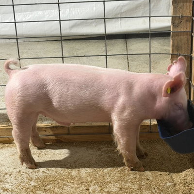 Bacon profile picture