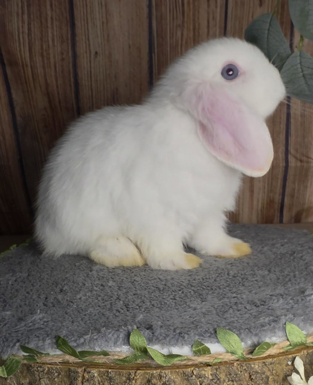 Azul - BEW Holland Lop, photo 2