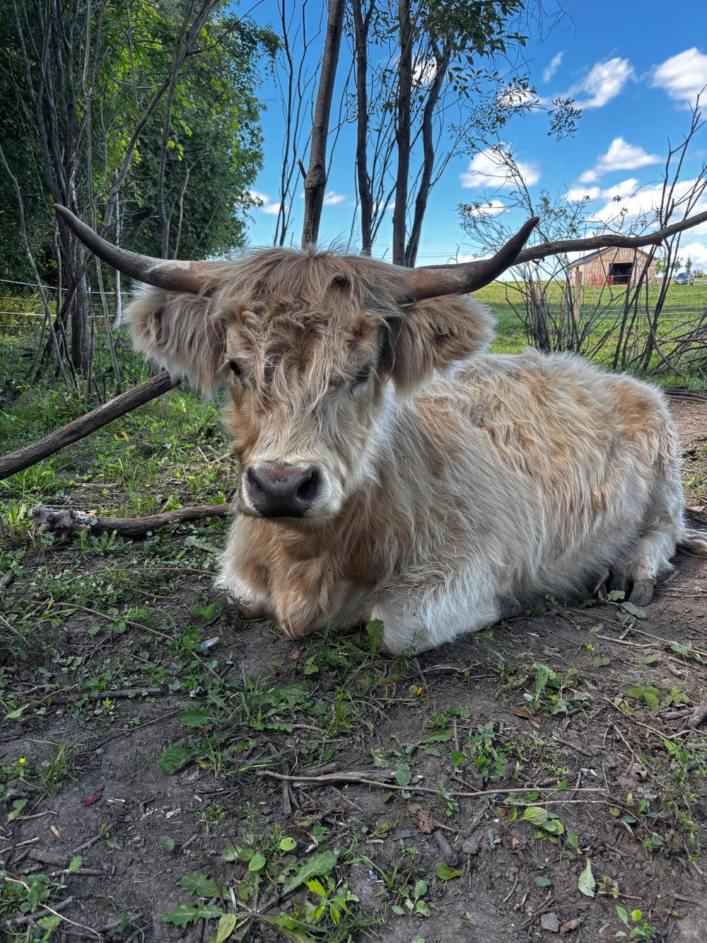 Cow Cuddle Day, photo 2