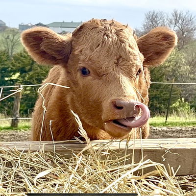Guinevere profile picture