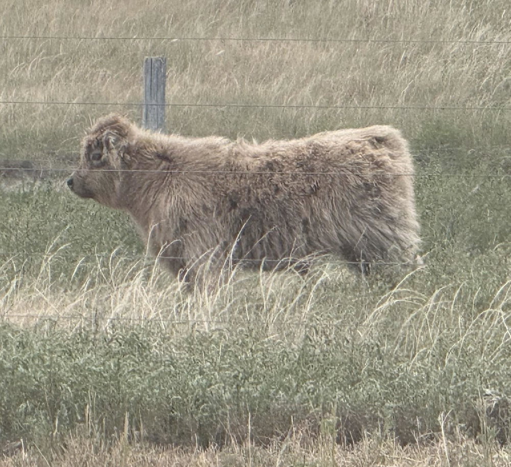Dun bull calf, photo 10