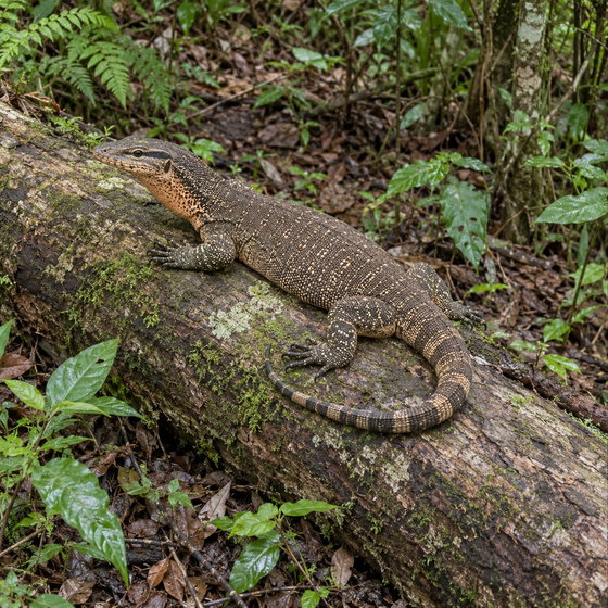 peach-throated monitor