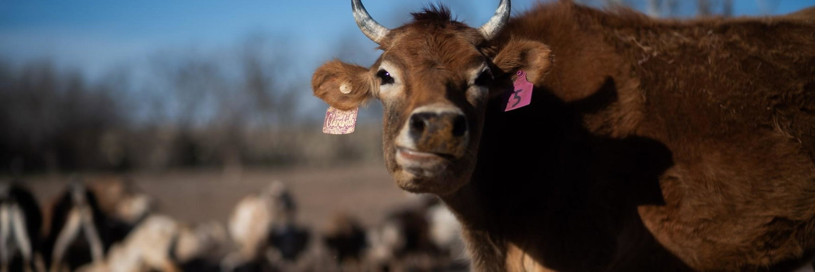 Kistlers’ Kritters Animal Sanctuary profile cover image