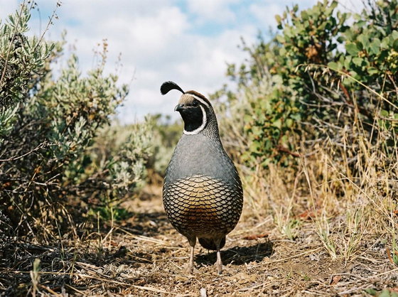 California Quail