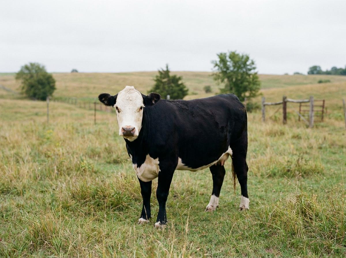 black Hereford