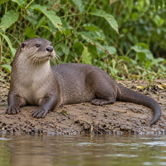 smooth-coated otter