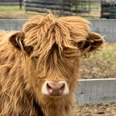 Seona profile picture