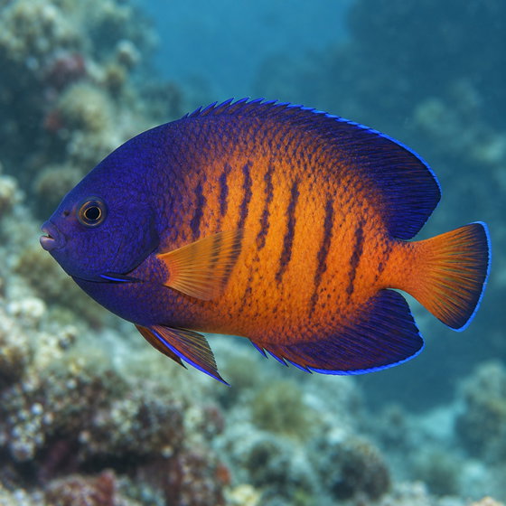 twospined angelfish