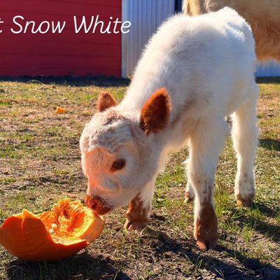 Lyn Rupich profile picture