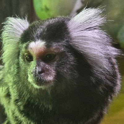 Benji profile picture