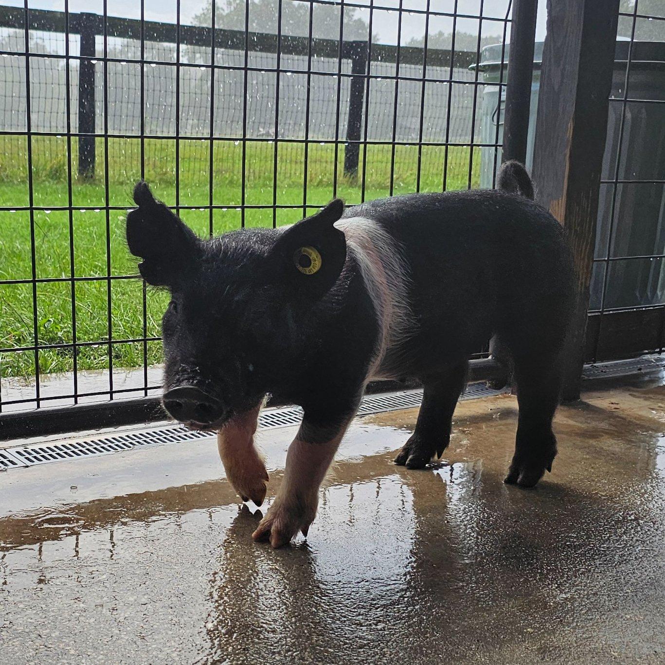 Little Pig