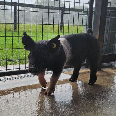 Little Pig profile picture