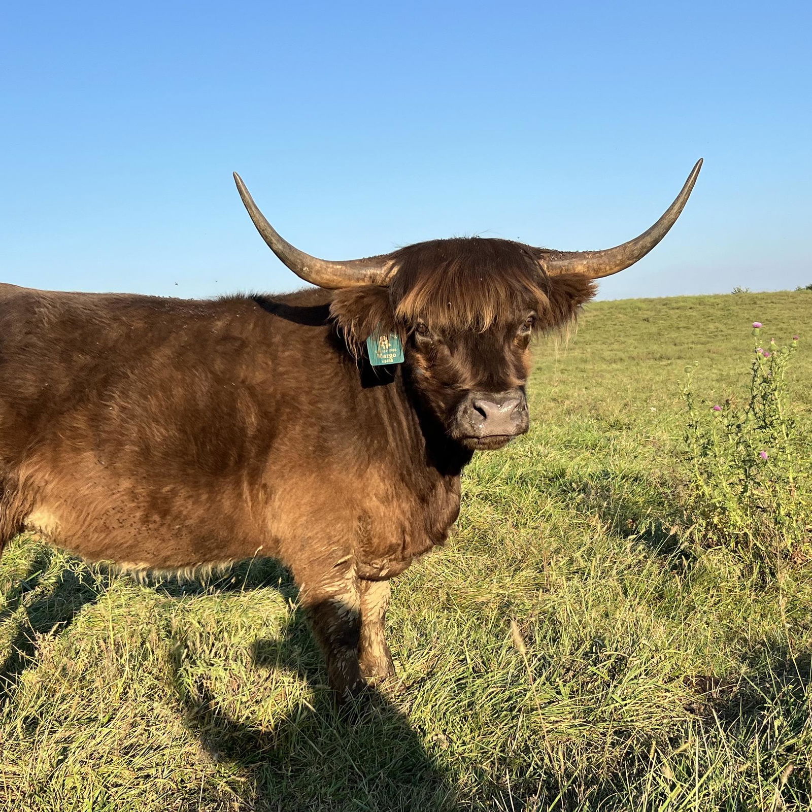 Forgegirls K01 Margo