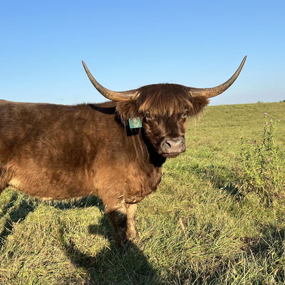 Forgegirls K01 Margo profile picture