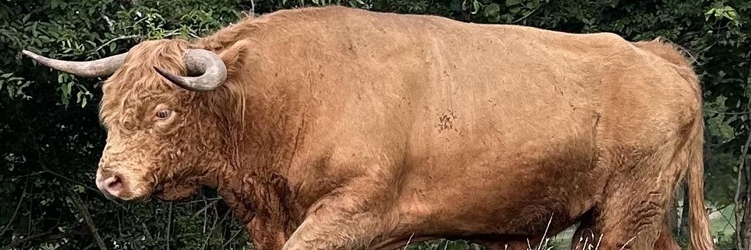 Connor profile cover image