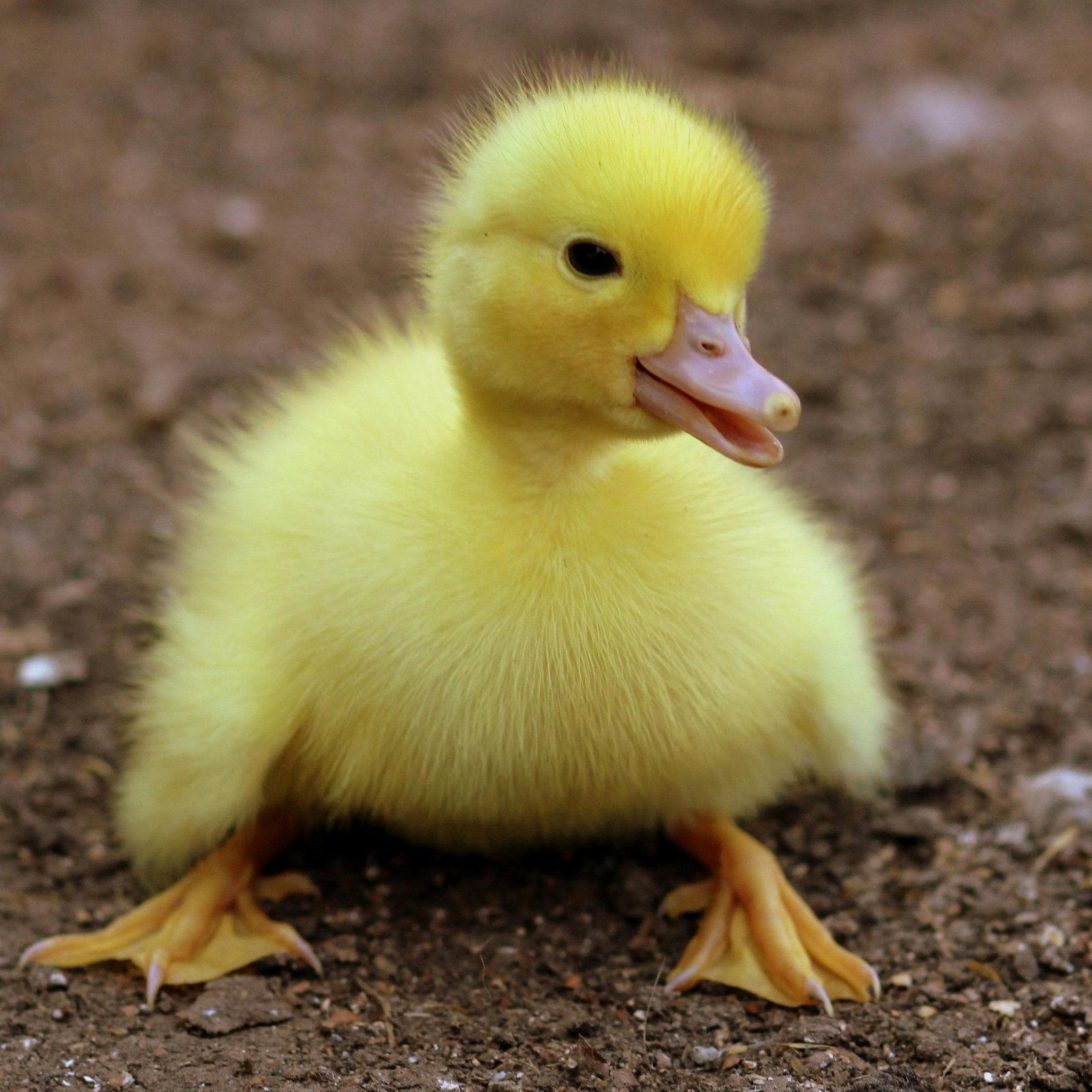 Duck Again Test