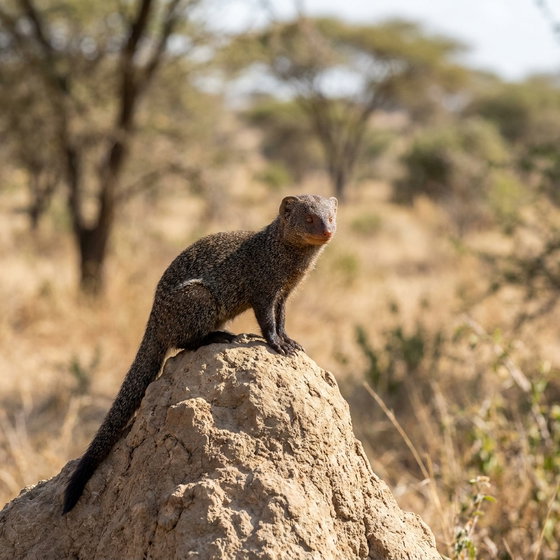 dwarf mongoose