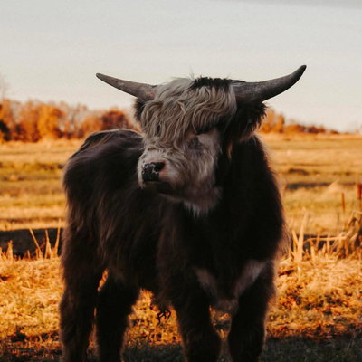 Thunder profile picture