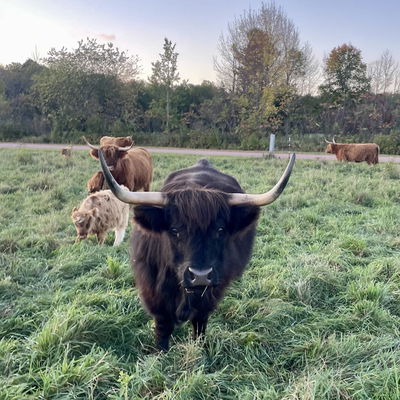 Marilla profile picture