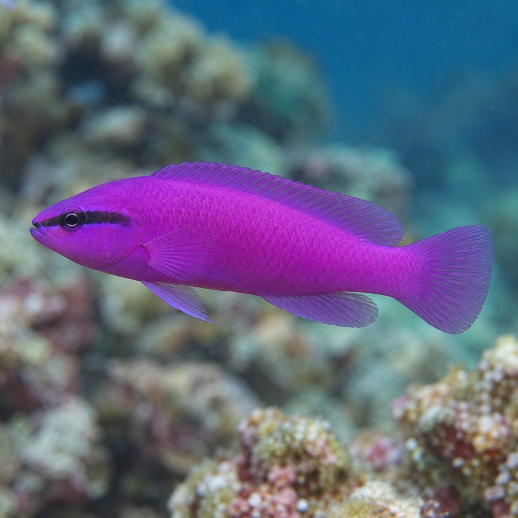 orchid dottyback