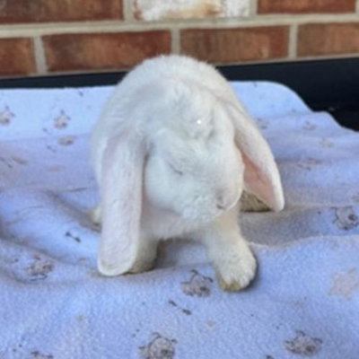 Polar- Blue Eyed White (BEW) profile picture