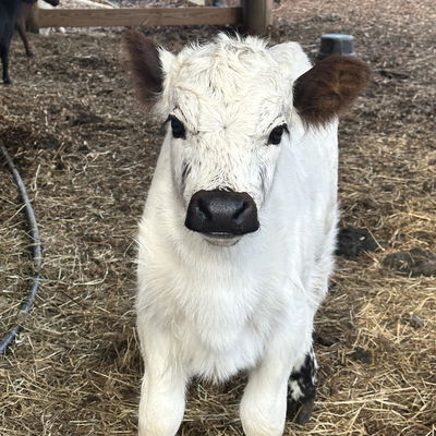 Blanch profile picture