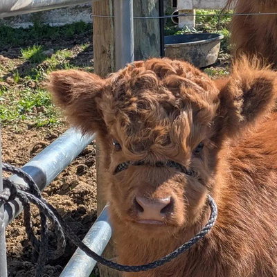 Leona profile picture