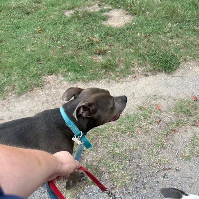 Dozer profile picture