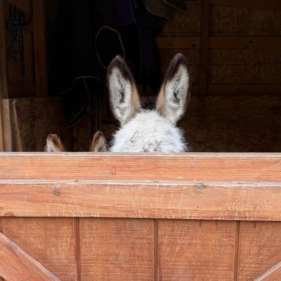 Ashley Torres profile picture