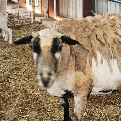 Cinnamon profile picture