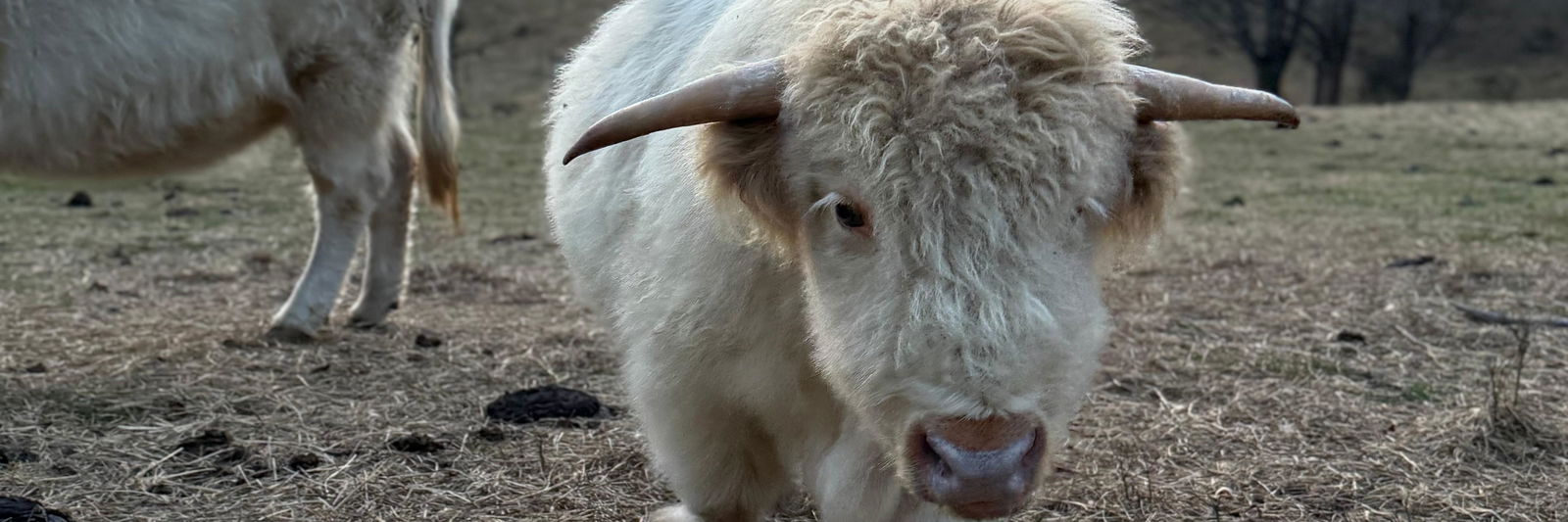 Tyrion profile cover image