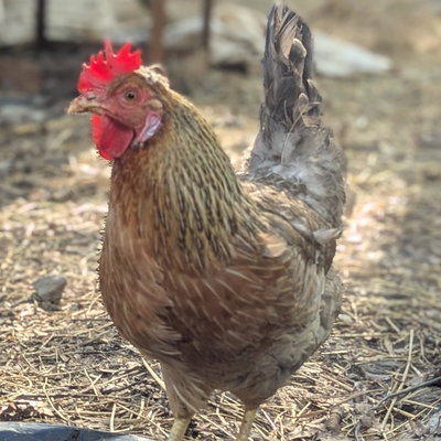 Cuddles profile picture