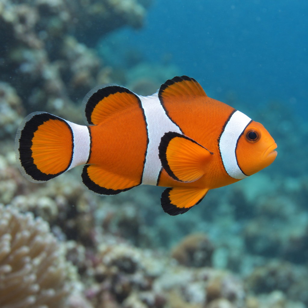orange clownfish