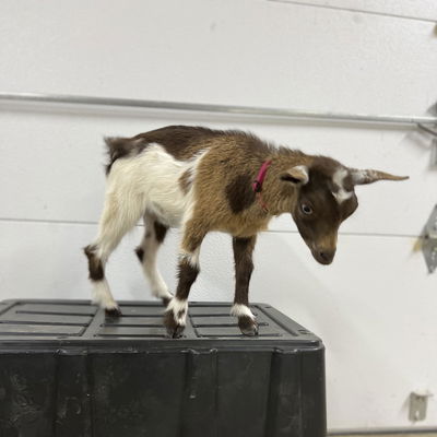 Micro profile picture