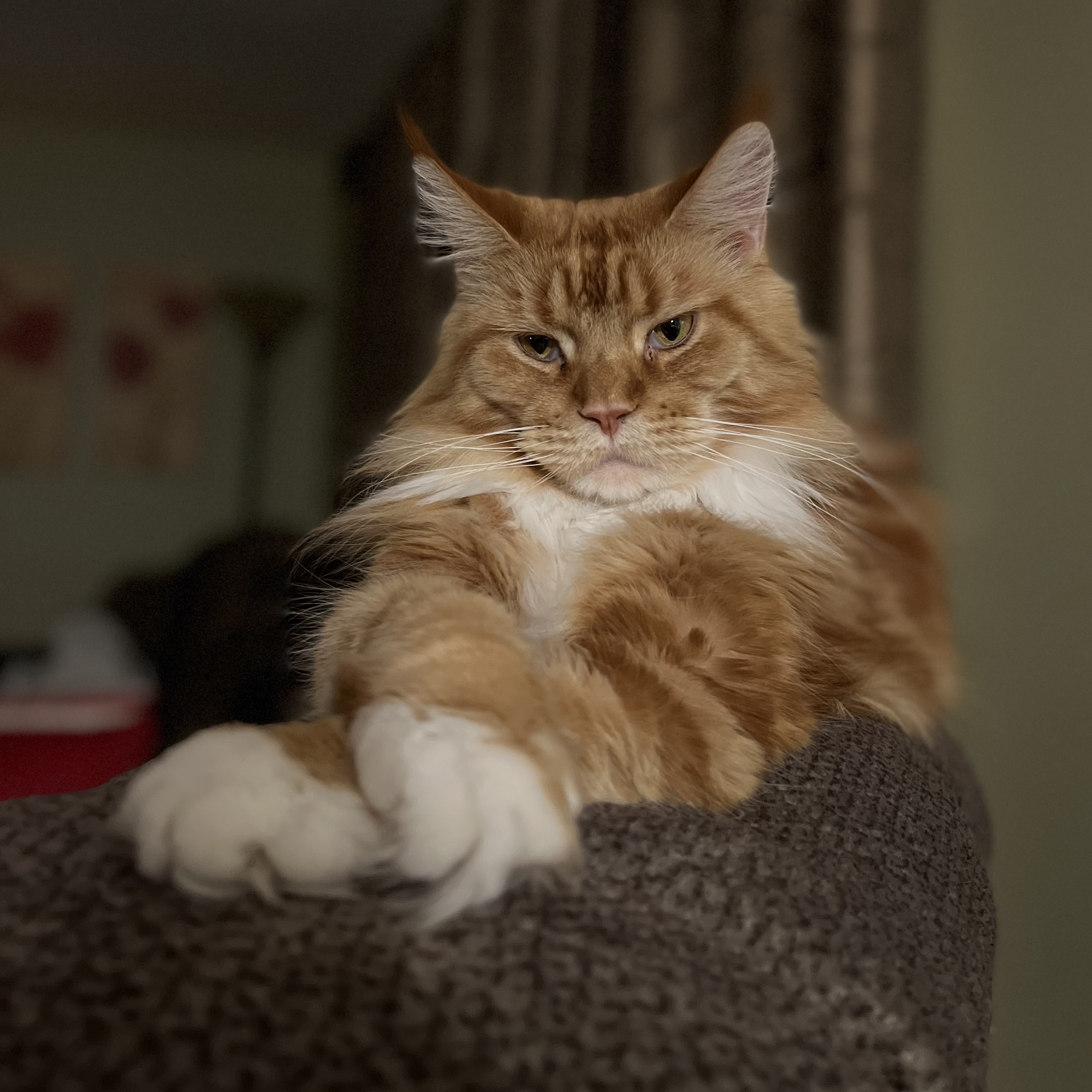 Mia profile picture