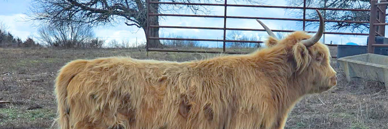 Primrose profile cover image