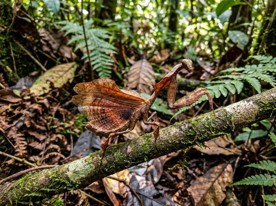dead leaf mantis