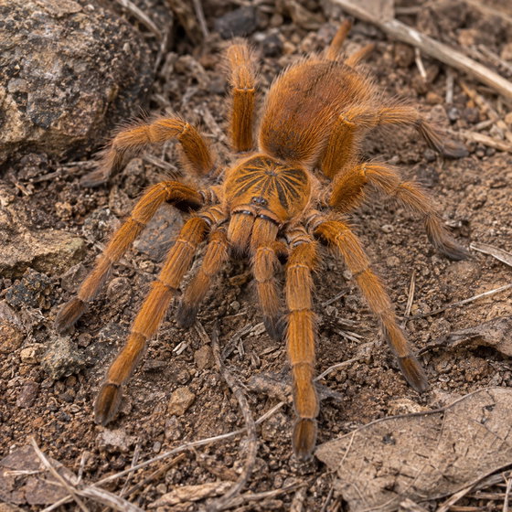 orange baboon tarantula