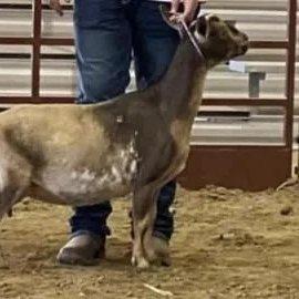 Cade's Lil Farm KMD Spellbound 3*M profile picture